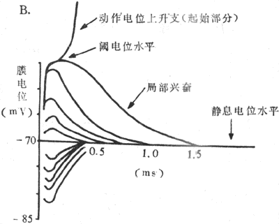 局部兴奋的实验布置（A）和实验结果（B）示意图说明见正文