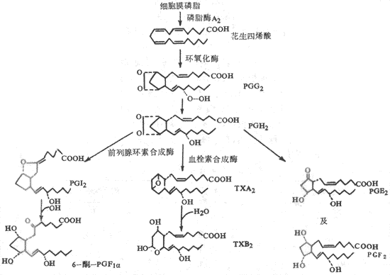 血小板前列腺素与血栓素的合成