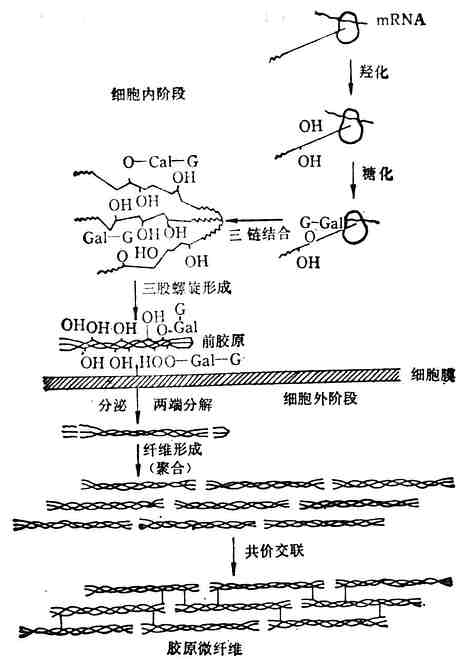 胶原生物合成示意图