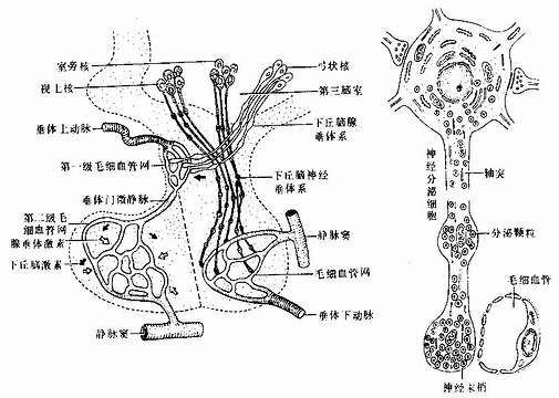 垂体的血管分布及其与下丘脑的关系