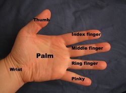 Hand parts.jpg