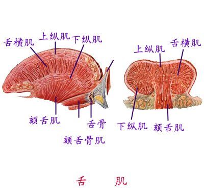 Glnh4noi.jpg