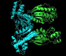 Phosphofructokinase 2.jpg