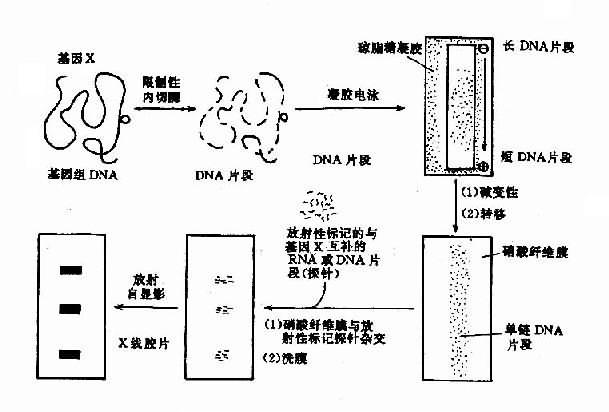 Southern印迹杂交示意图