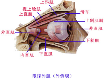 Glp4huo9.jpg