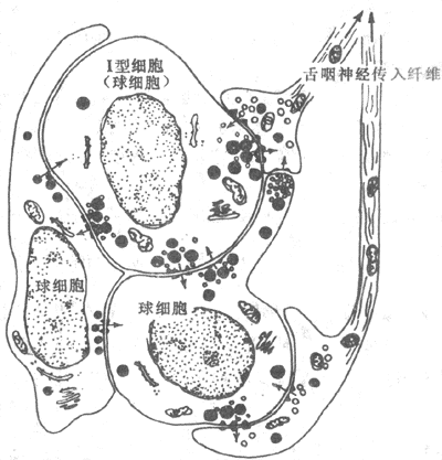 颈动脉体组织结构示意图