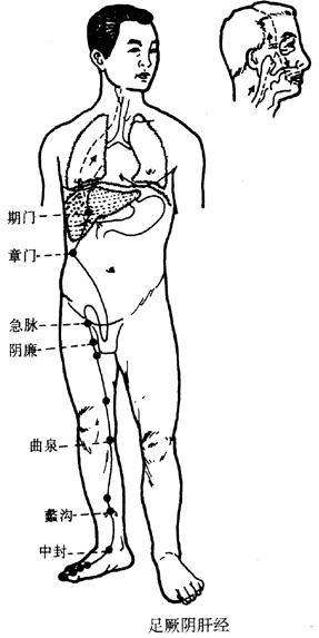 足厥阴肝经