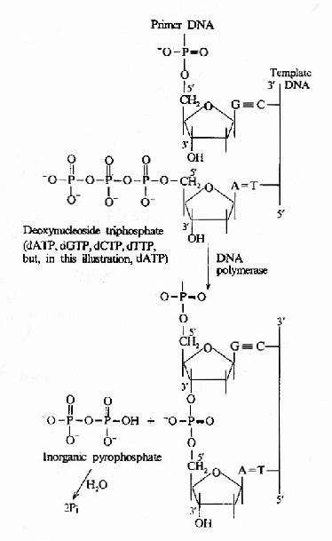 DNA 聚合酶催化的 DNA 链延长