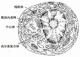 浆细胞超微结构模式图