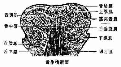 舌的横断面