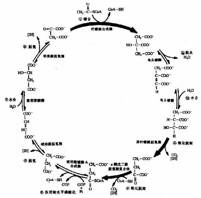 三羧酸循环