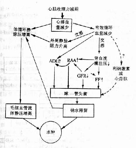 心性水肿发生机制示意图