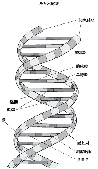 DNA结构