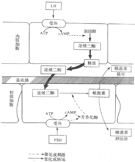 雌激素分泌的双重细胞学说示意图