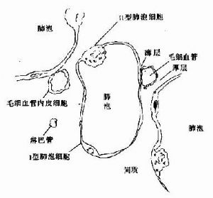 胞泡－毛细血管膜解剖结构示意图