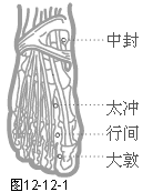 足厥阴肝经穴