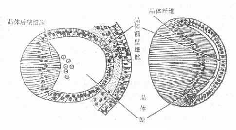 晶体纤维的发育