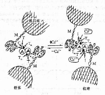 Ca2+与肌钙蛋白结合引起心肌收缩的示意图