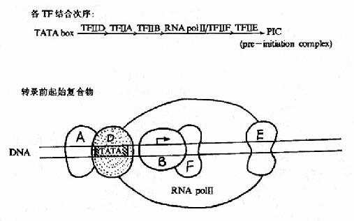 RNA聚合酶Ⅱ转录复合体的形成示意图