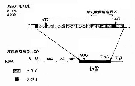 c-src和v-src结构的比较