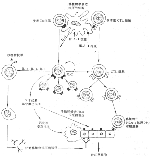 组织不相容性移植物破坏过程示意图