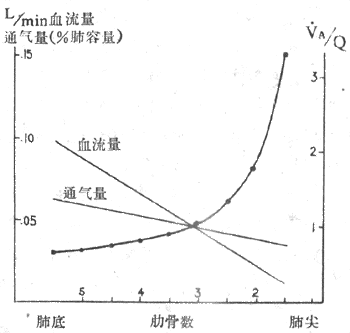 正常人直立时肺通气和血流量的分布VA/Q，通气/血流比值