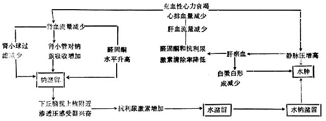 充血性心力衰竭钠、水潴留与水肿图解