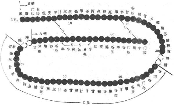 人胰岛素的化学结构