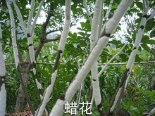 中药图片：虫白蜡