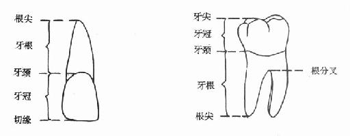 牙齿的表面解剖名称