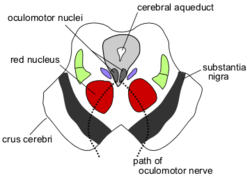 Cn3nucleus.png