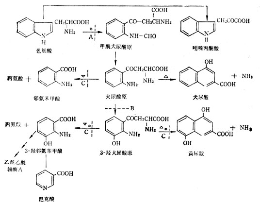 色氨酸的分解代谢