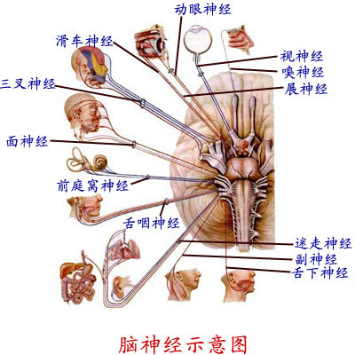 Glpbi2ic.jpg