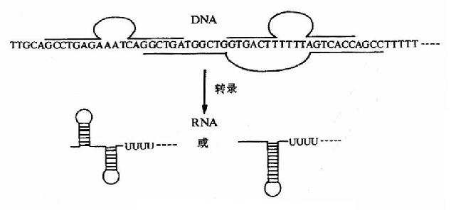 原核生物终止子的结构