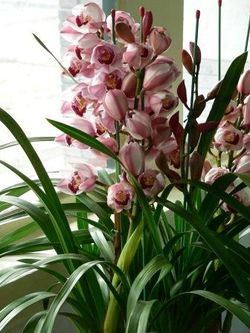 大花蕙兰 Cymbidium faberi 