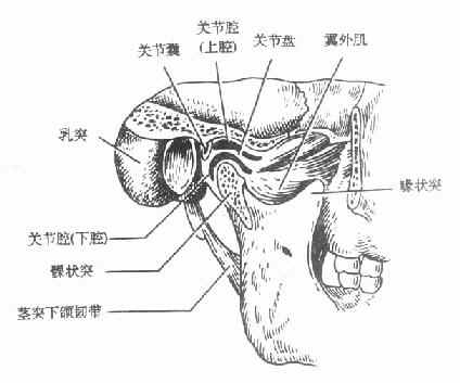 颞下颌关节