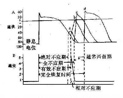 正常心室肌腹极时膜电位水平与兴奋性恢复的关系示意图