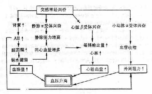 交感神经引起血压升高的机制