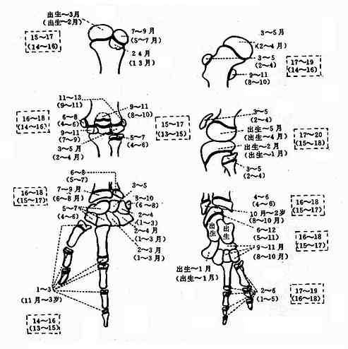 天津地区国人四肢骨龄正常标准