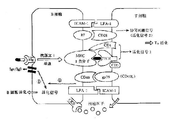 B细胞与TH细胞间相互作用