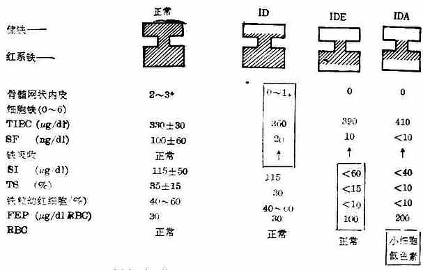 体铁含量逐渐减少时有关指标延续改变情况