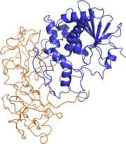 Ricin structure.png