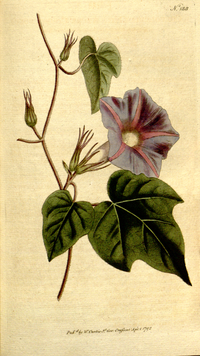 《植物学杂志》(1793)Convolvulus nil