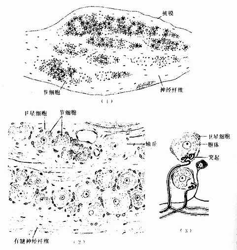 脊神经节