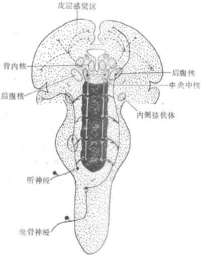 感觉投射系统示意图