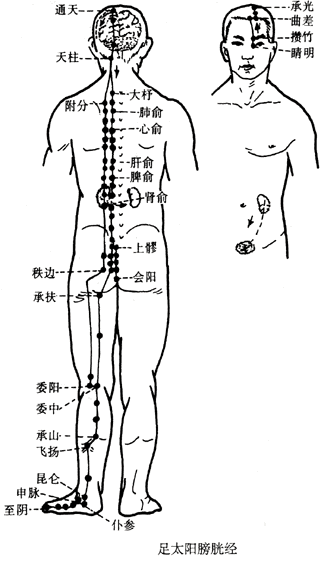 足太阳膀胱经