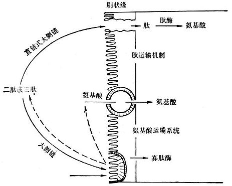 肠上皮细胞吸收氨基酸和肽类的机制