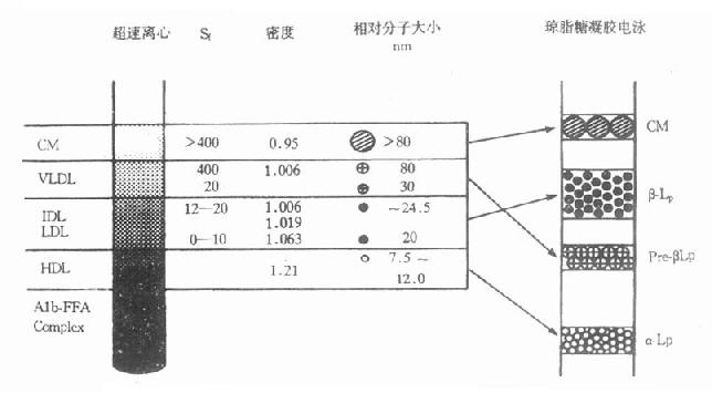 超速离心法与电泳法分离血浆脂蛋白的相应名称