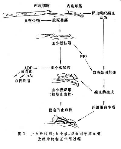 止血栓作用过程