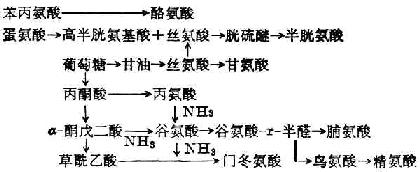 非必需氨基酸的合成